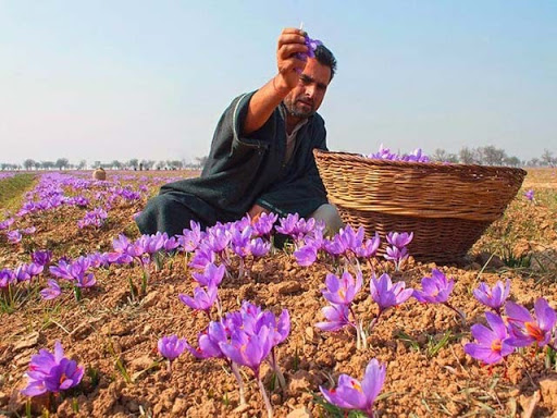 Nhụy hoa nghệ tây - Saffron