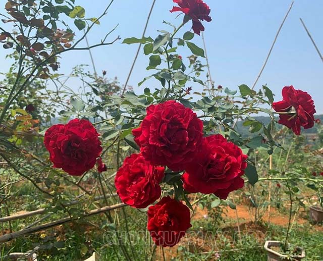 Hoa hồng cổ Sơn La