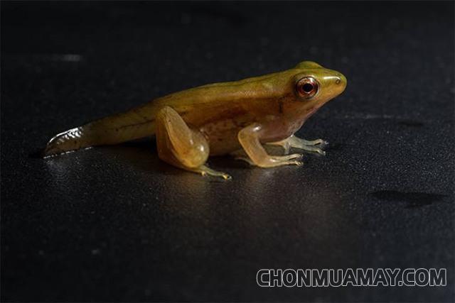 Vòng đời của ếch - Nòng nọc còn một chút phần đuôi và chính thức trở thành ếch con 