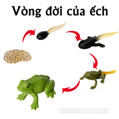 Hình ảnh vòng đời của ếch