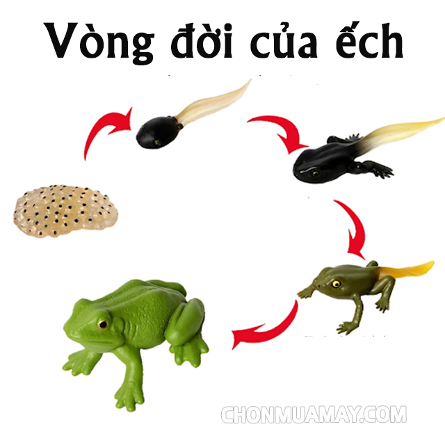 Hình ảnh vòng đời của ếch