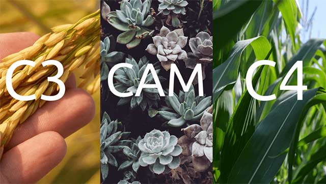 Tìm hiểu về các nhóm thực vật C3. C4, CAM
