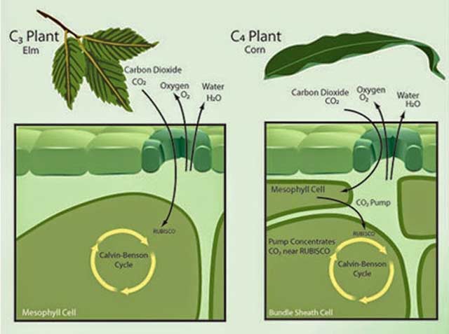 Điểm khác biệt giữa quá trình quang hợp của thực vật C3 và C4