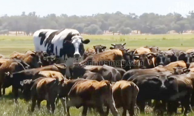 Xuất hiện 1 chú bò khổng lồ trong mơ cho biết điều gì?