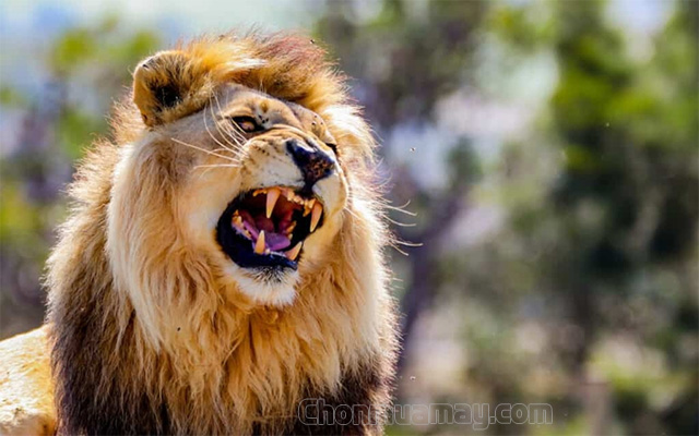 Sư tử là loài vật đại diện cho sức mạnh và uy quyền