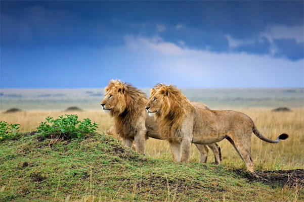 Mơ thấy hình ảnh chú sư tử tự do trên thảo nguyên thì đánh số mấy?